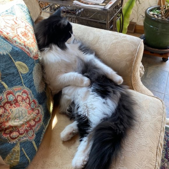 Meet your Posher, Susan - Picture 3 of 4